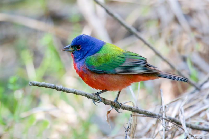 Painted Bunting