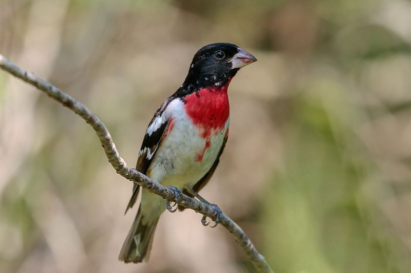 Rose-breasted Grosbeak