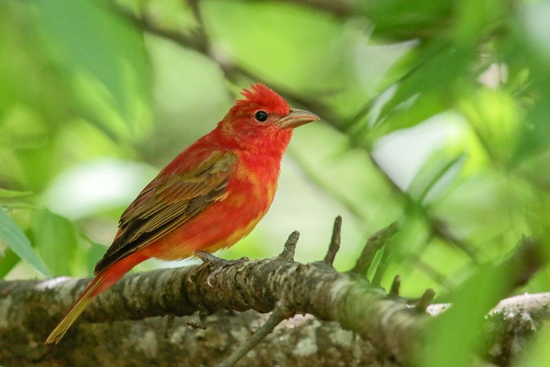 Summer Tanager