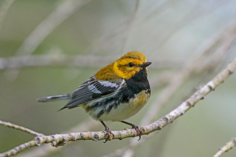 Black-throated Green Warbler