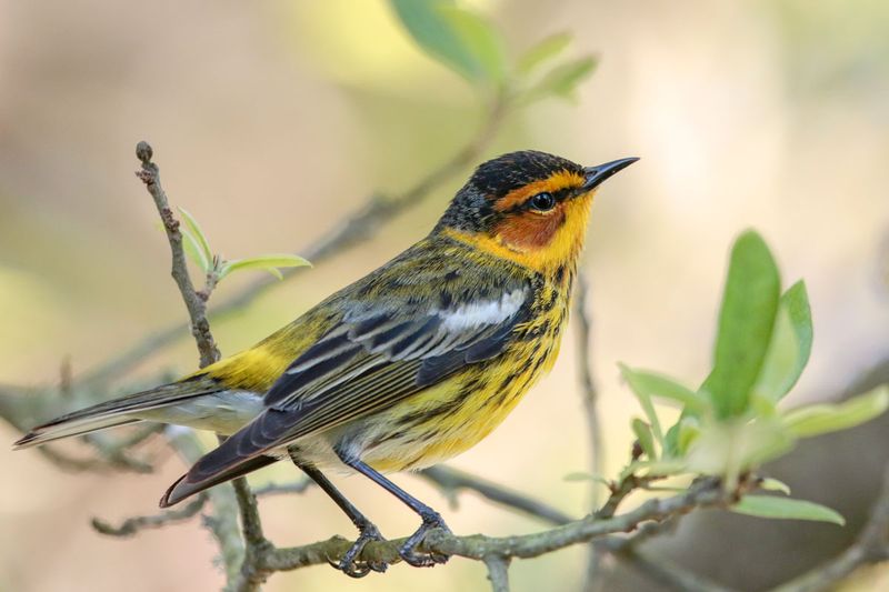 Cape May Warbler