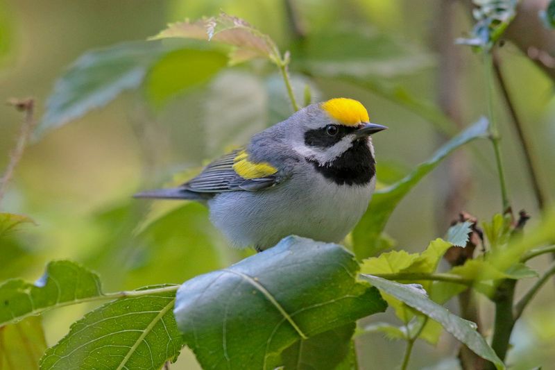 Golden-winged Warbler