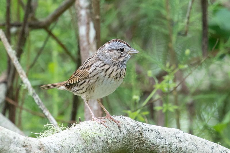 Lincoln's Sparrow