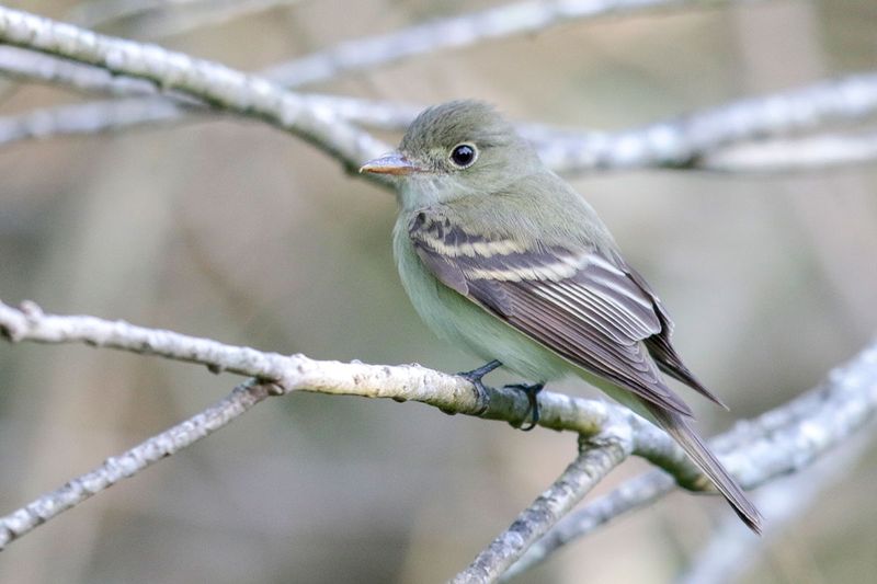 Acadian Flycatcher
