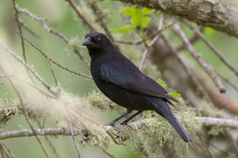 Bronzed Cowbird