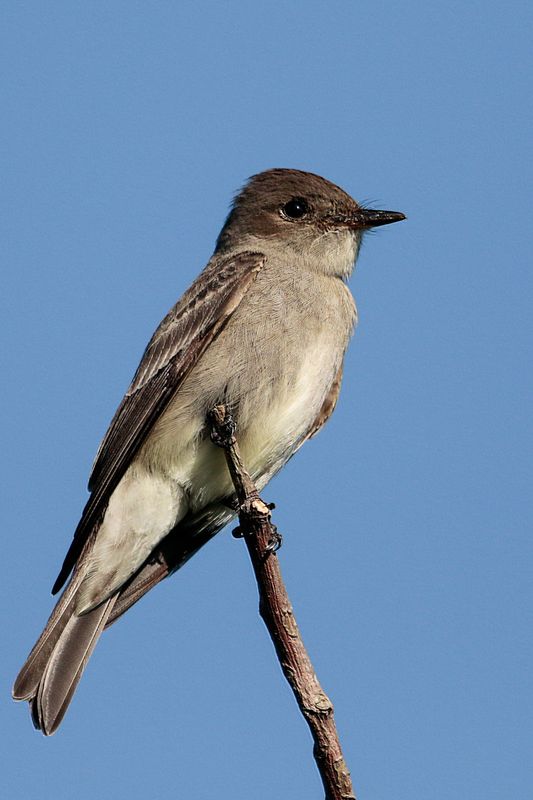 Eastern Wood-pewee