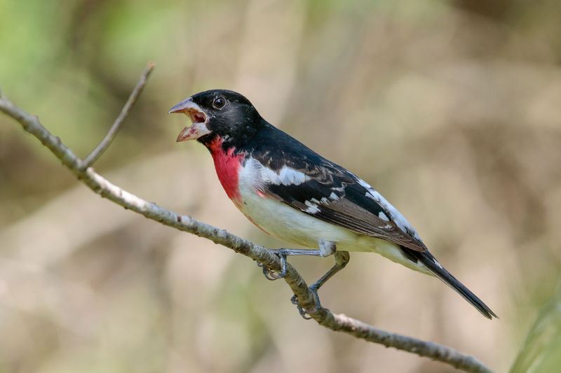 Rose-breasted Grosbeak
