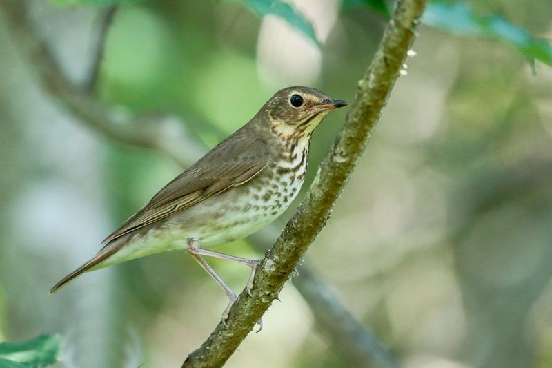 Swainson's Thrush
