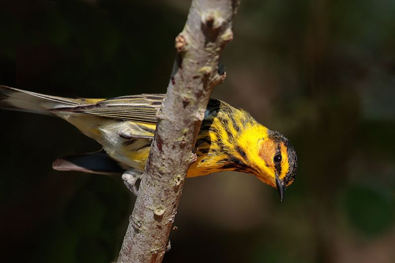 Cape May Warbler