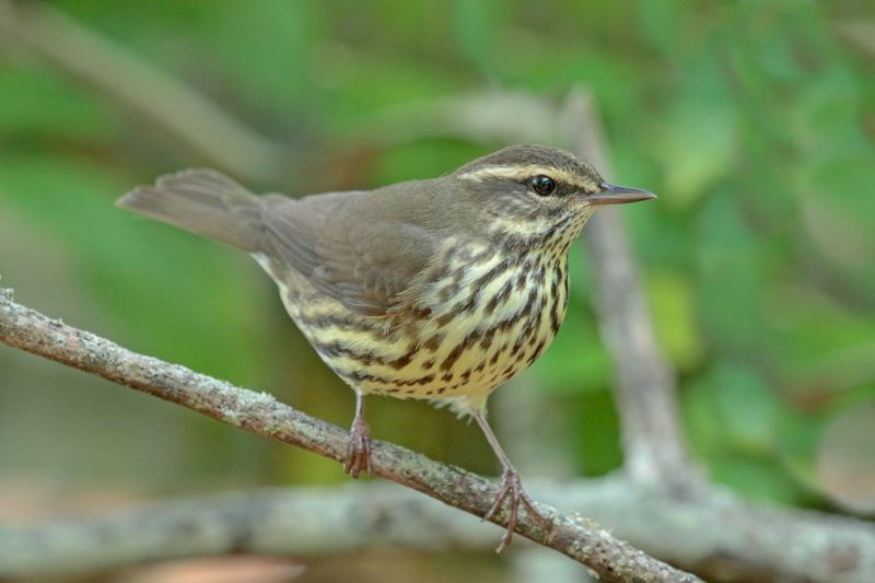 Northern Waterthrush