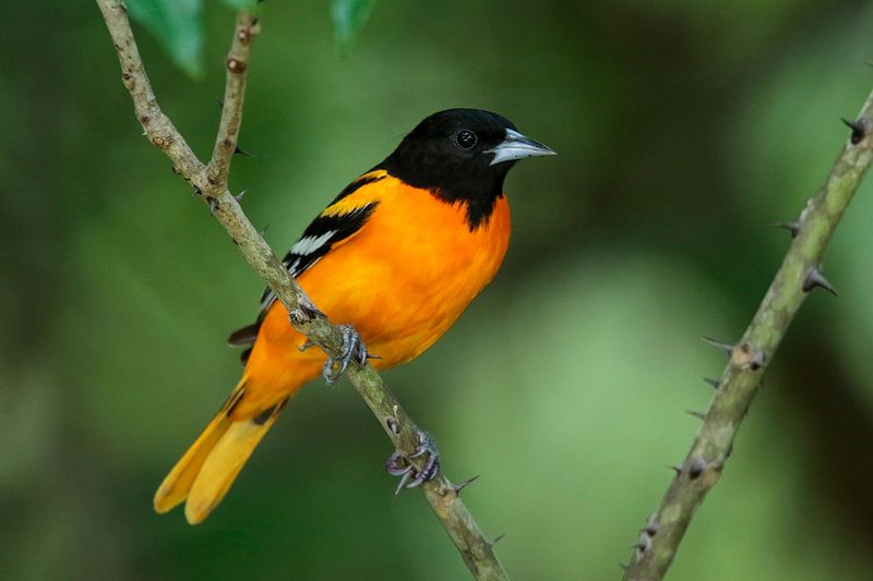 Baltimore Oriole