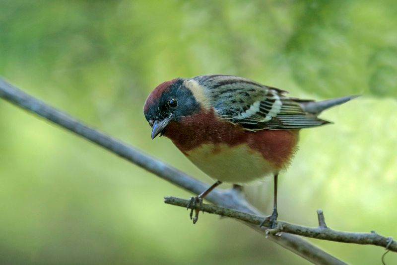 Bay-breasted Warbler