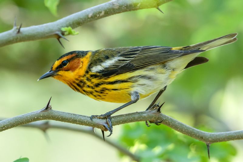 Cape May Warbler