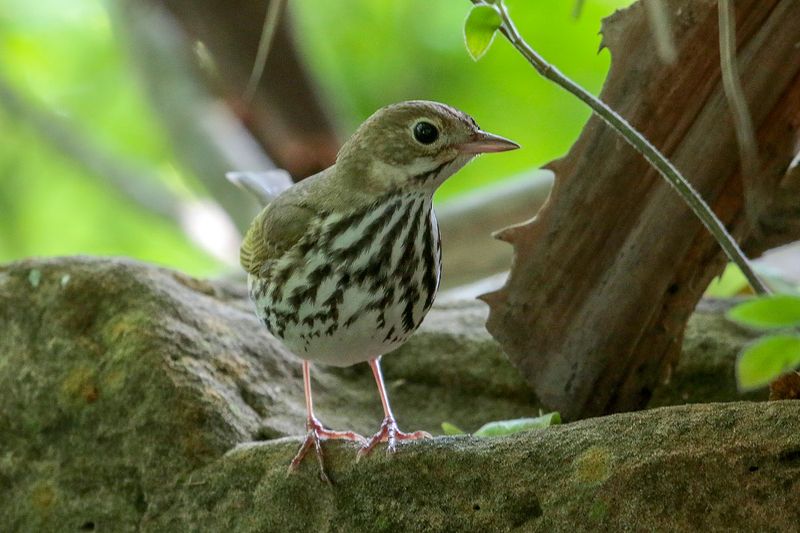 Ovenbird