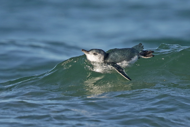 Little Penguin