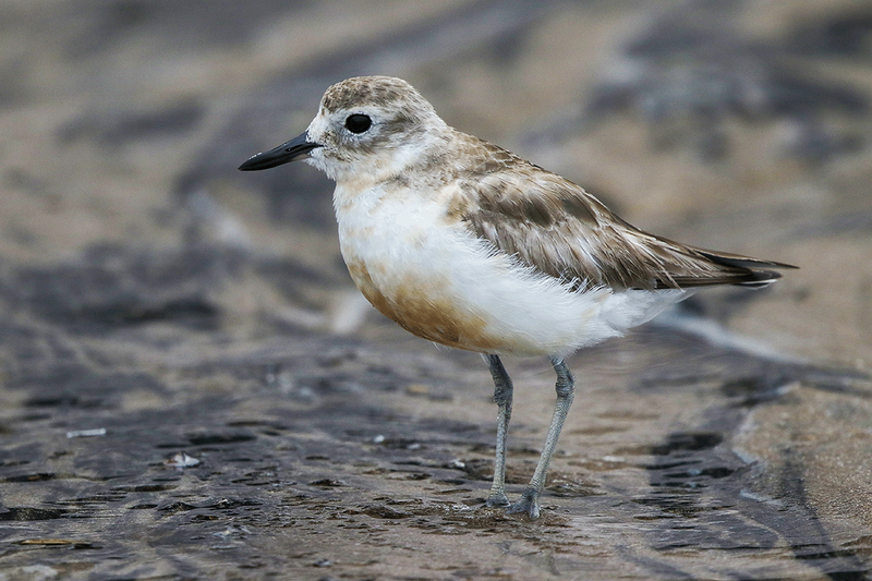 New Zealand Dotterel