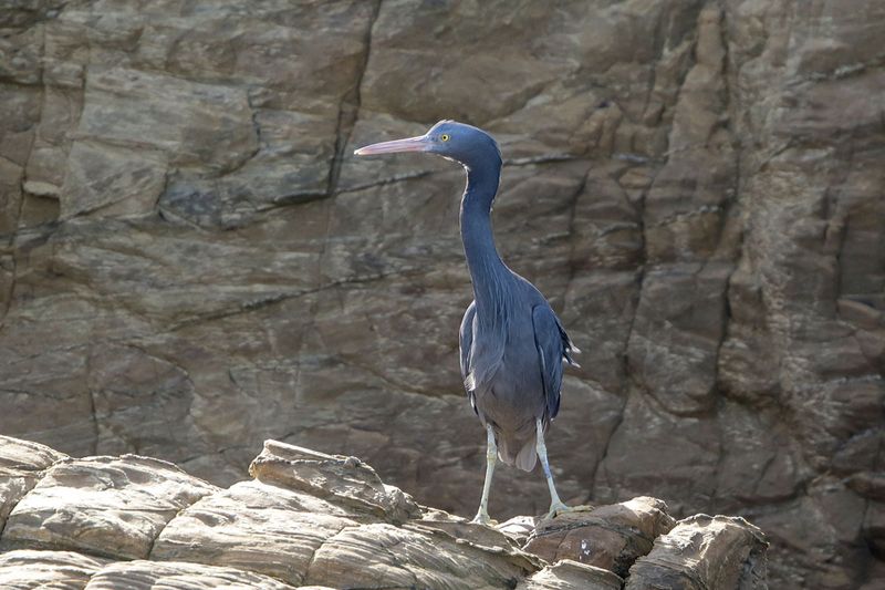 Pacific Reef-Heron