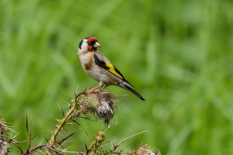 European Goldfinch