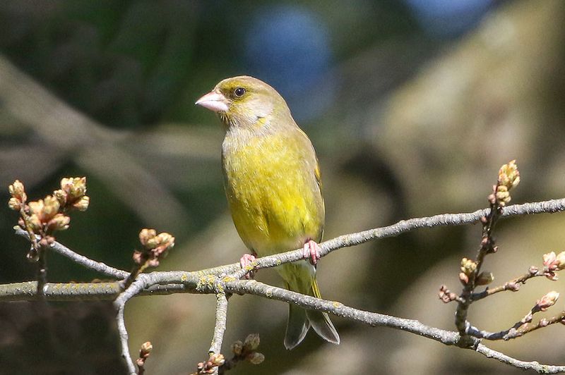 European Greenfinch