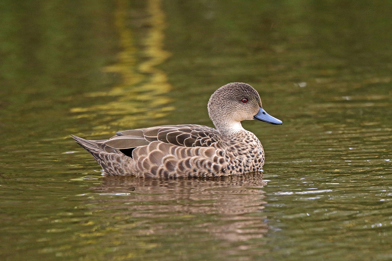 Grey Teal