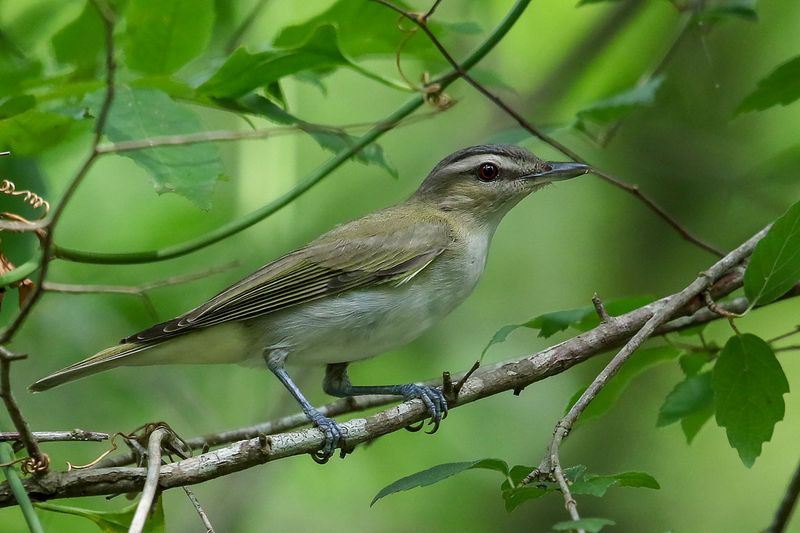 Red-eyed Vireo