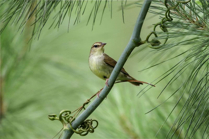 Swainson's Warbler