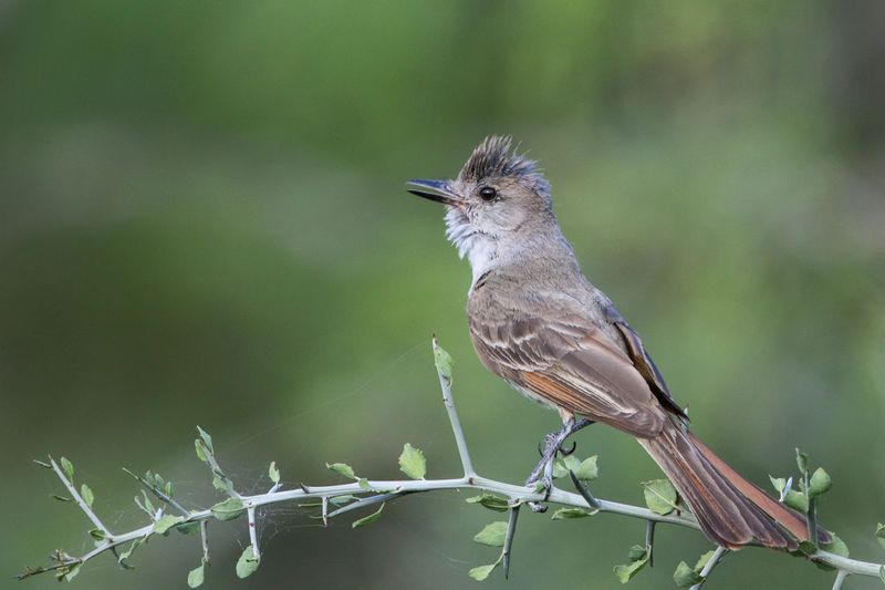 Ash-throated Flycatcher