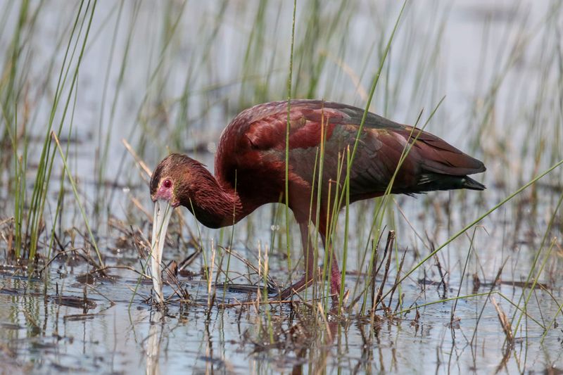 White-faced Ibis