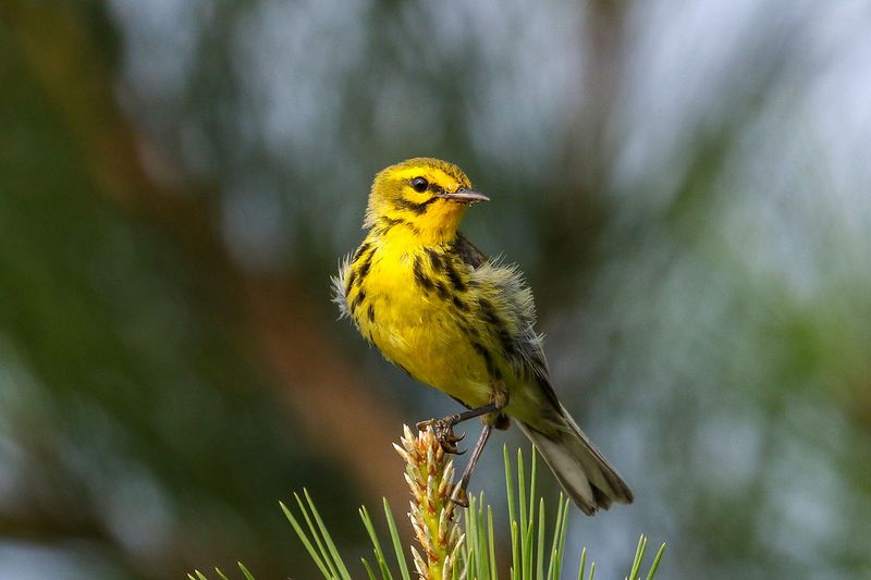 Prairie Warbler
