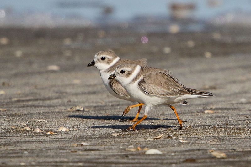 Piping Plover