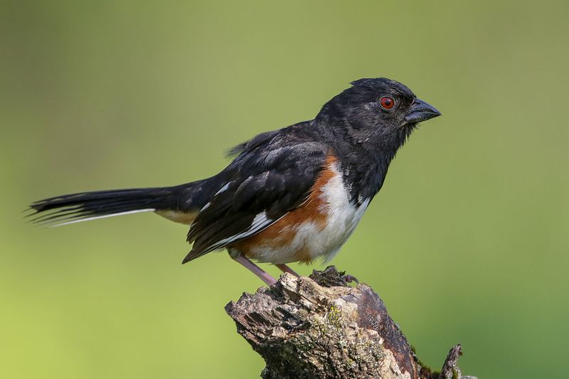 Eastern Towhee