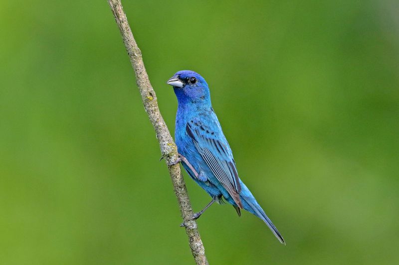 Indigo Bunting
