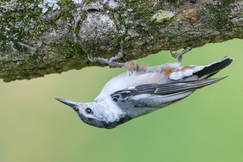 White-breasted Nuthatch