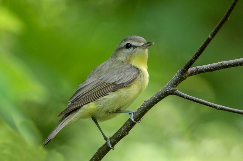 Philadelphia Vireo