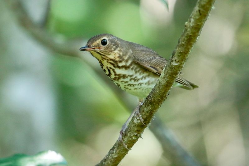 Swainson's Thrush