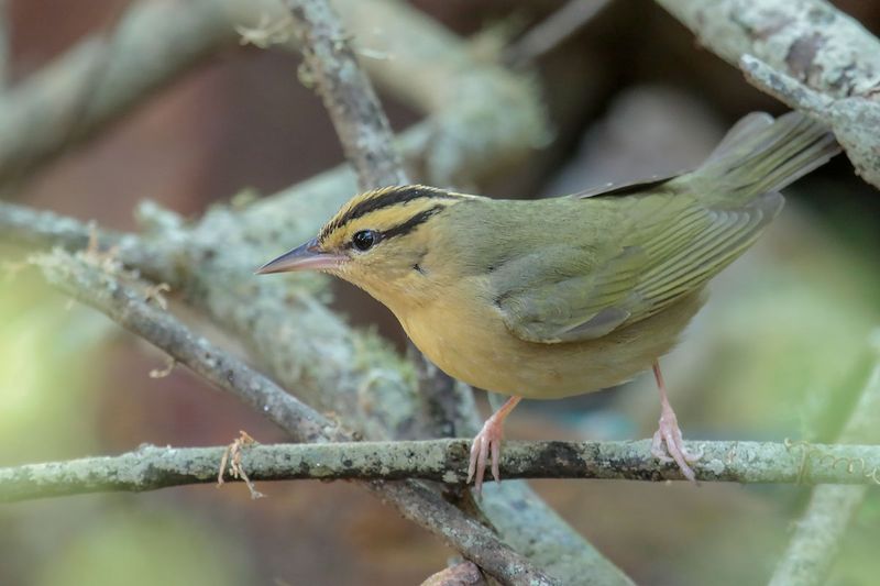 Worm-eating Warbler