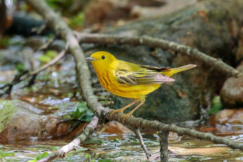 Yellow Warbler