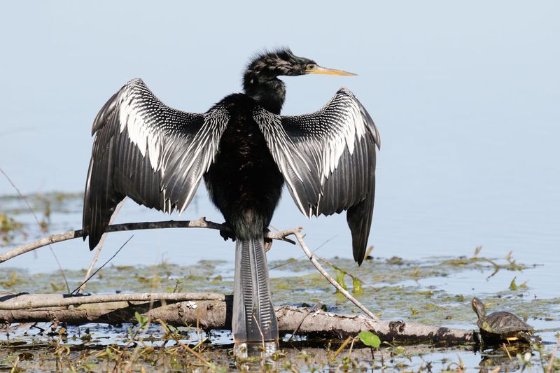 Anhinga