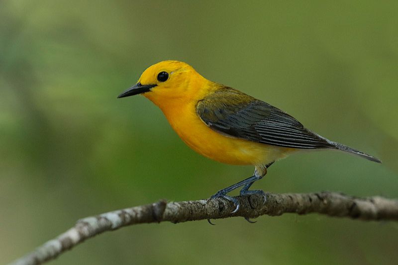 Prothonotary Warbler