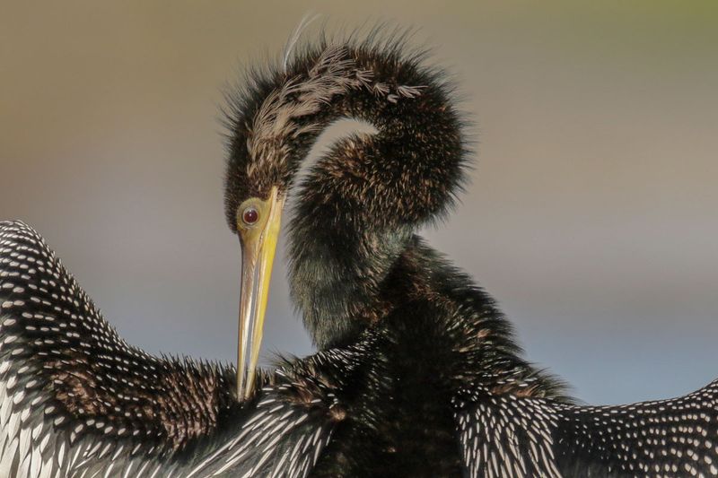 Anhinga