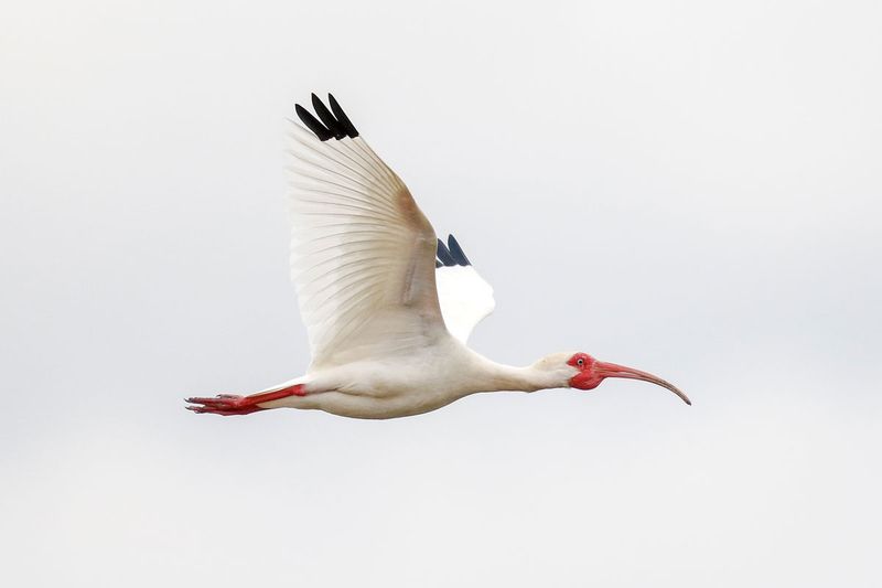 White Ibis