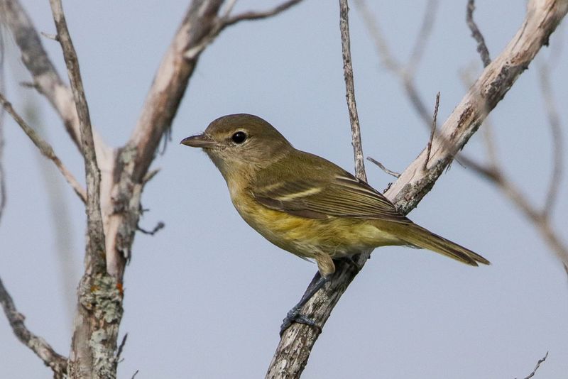 Bell Vireo