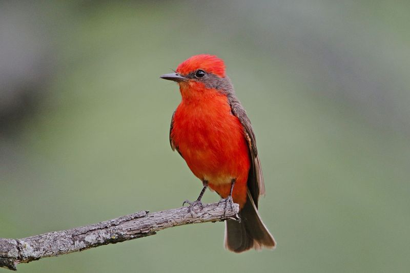 Vermilion Flycatcher
