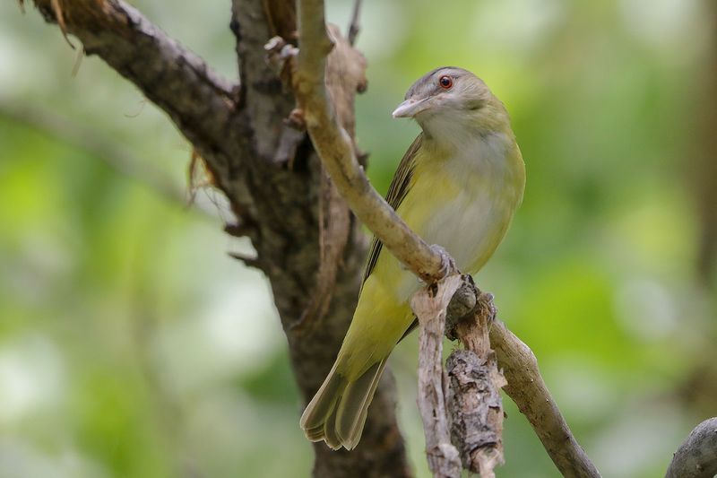 Yellow-green Vireo
