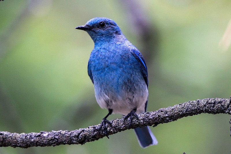 Mountain Bluebird