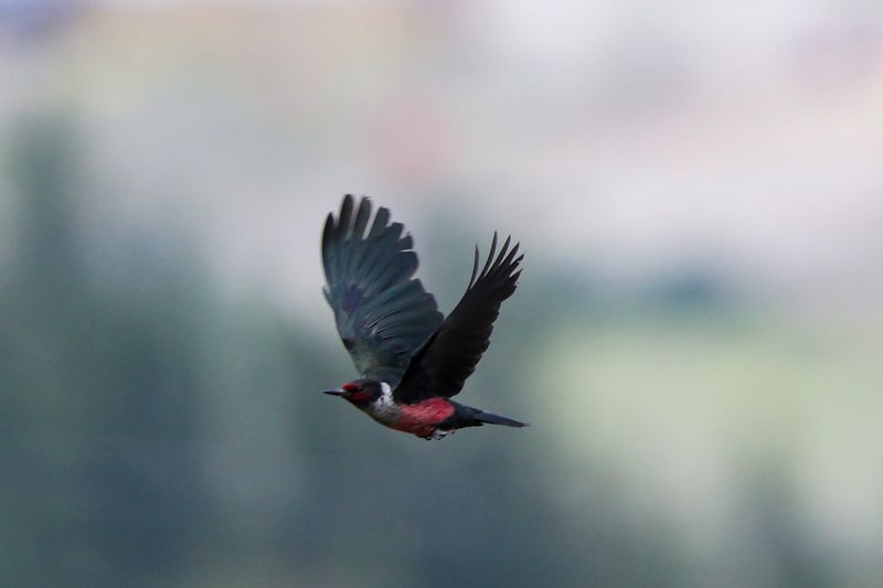 Lewis Woodpecker