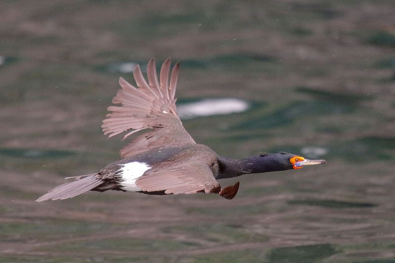 Red-faced Cormorant