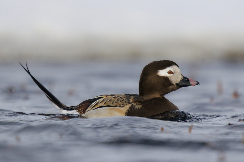 Long-tailed Duck