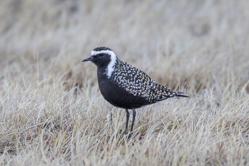 American Golden-Plover