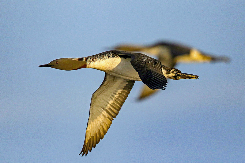 Red-throated Loon